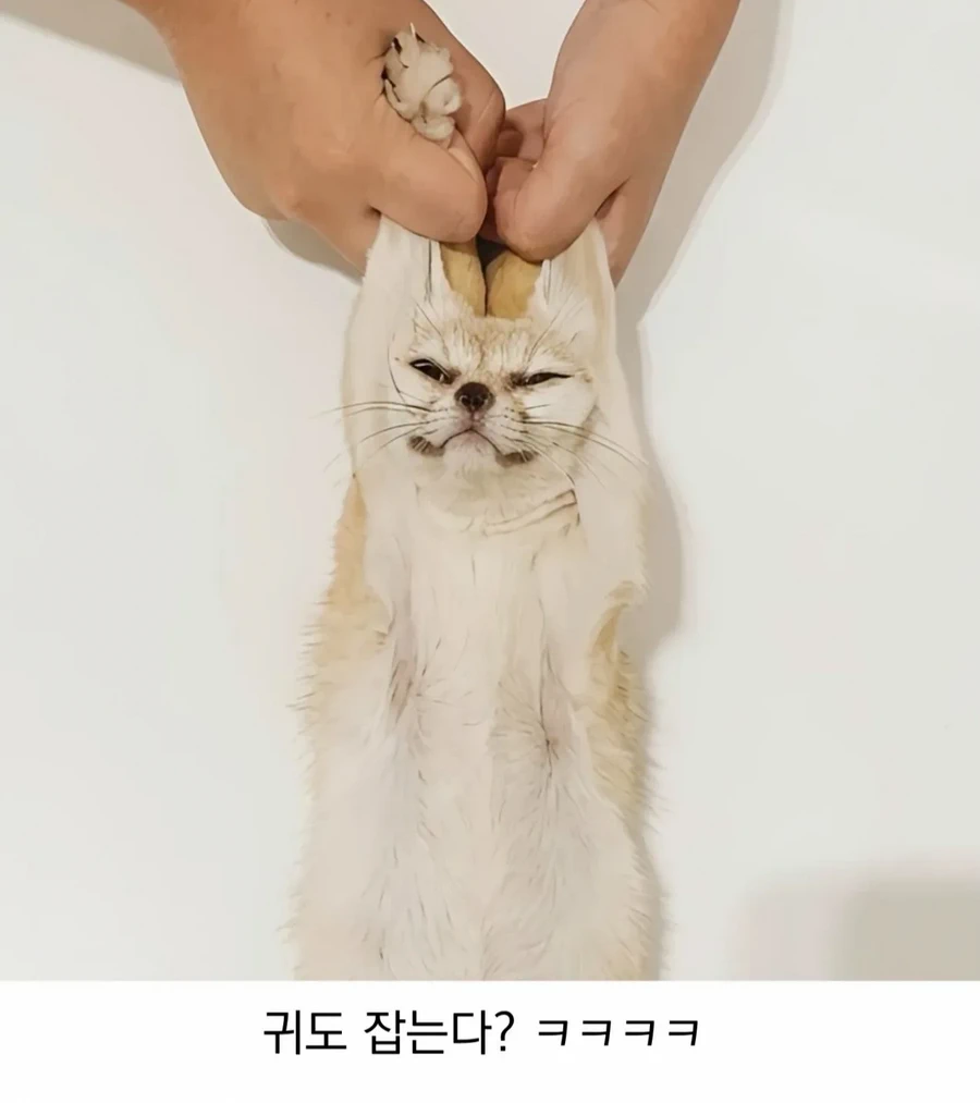 엑스레이 촬영 중인 사막여우, 본 적 있으신가요?