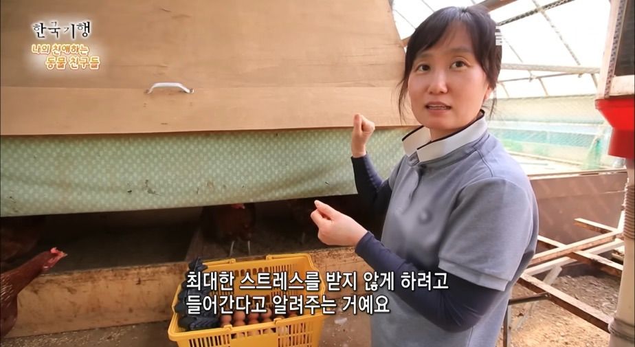 토종닭 2천마리 키우다 정든 사연