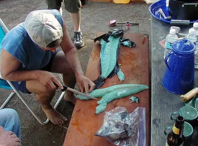 푸른빛 생선, 링코드(Lingcod)의 비밀