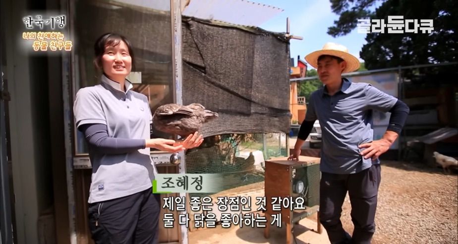 토종닭 2천마리 키우다 정든 사연