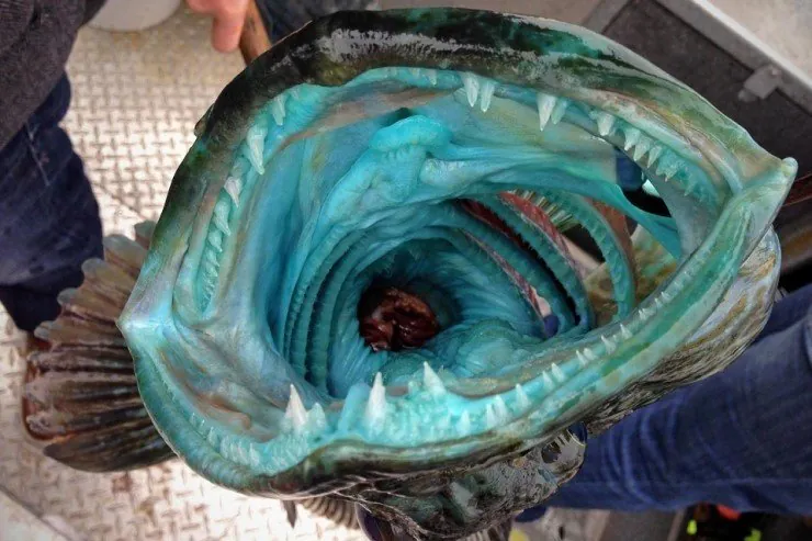 푸른빛 생선, 링코드(Lingcod)의 비밀