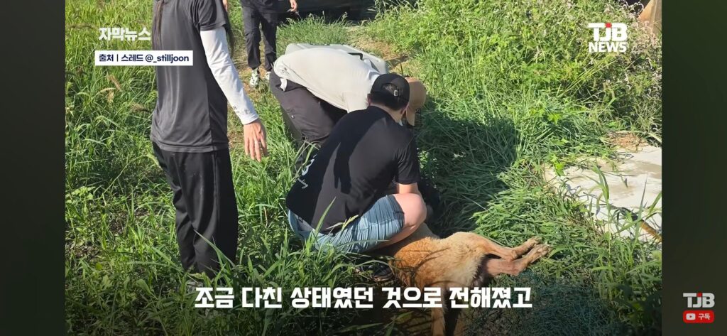 "몇 시간째 움직이지 않아…" 수로에 빠져 있던 40kg 리트리버