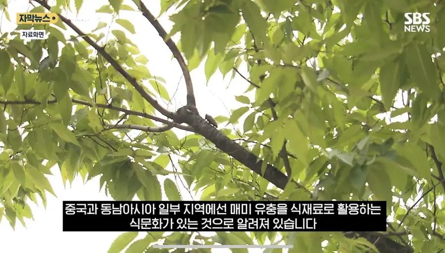 최근 한강공원에서 곤충 무단 채집 현수막을 건 이유.news