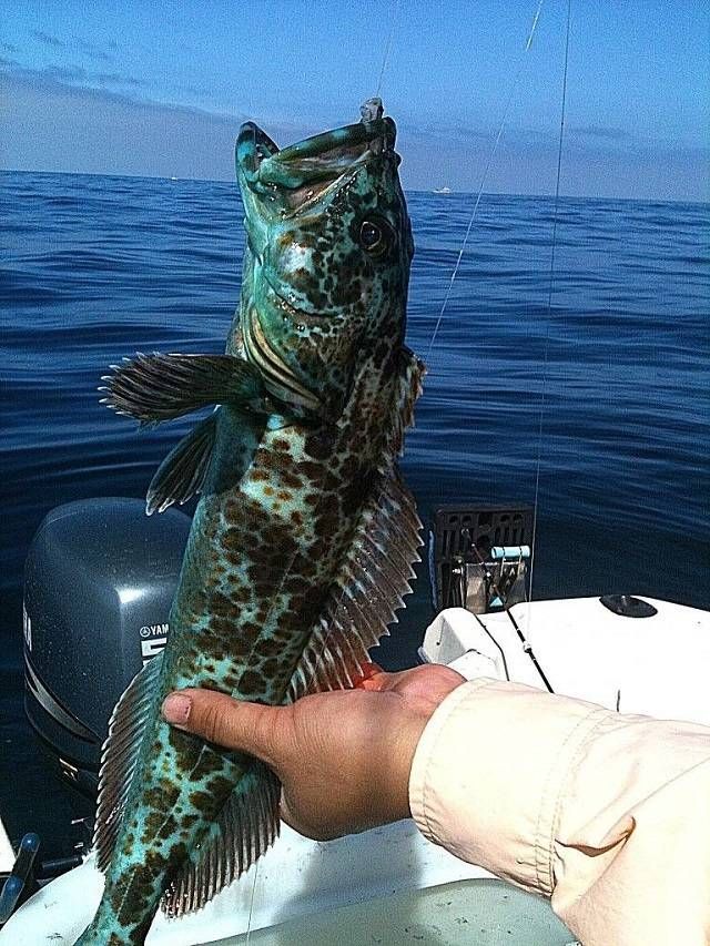 푸른빛 생선, 링코드(Lingcod)의 비밀