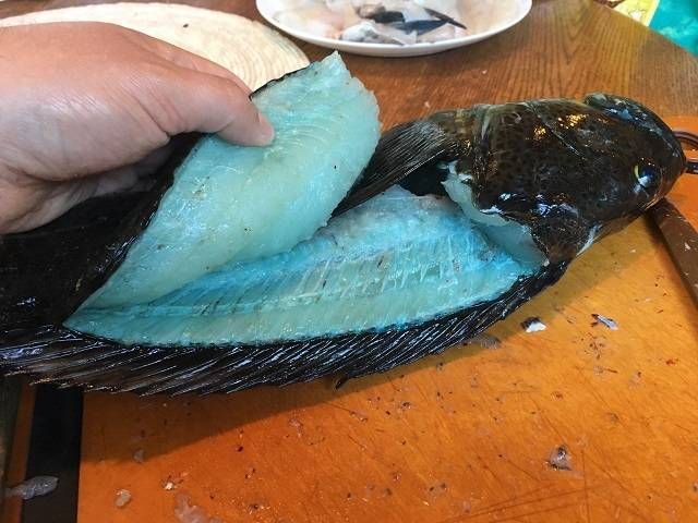 푸른빛 생선, 링코드(Lingcod)의 비밀