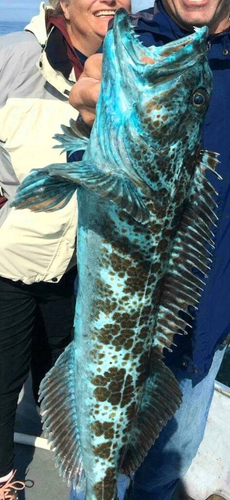 푸른빛 생선, 링코드(Lingcod)의 비밀