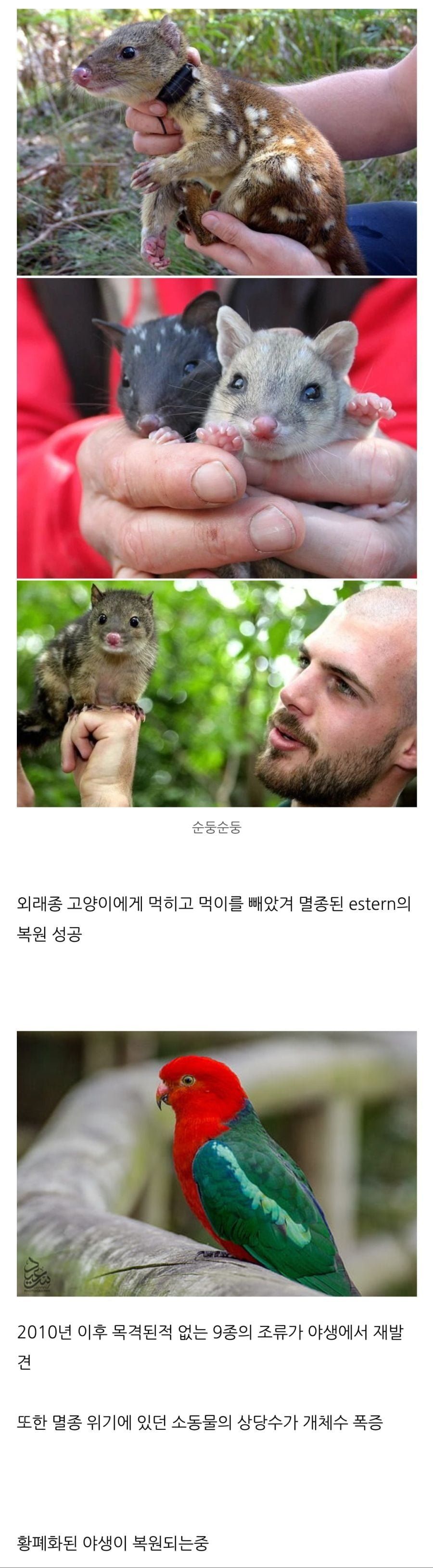 길고양이 박멸 논란, 호주 사례