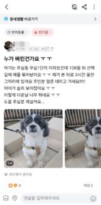 당근마켓에 올라온 유기견 소식