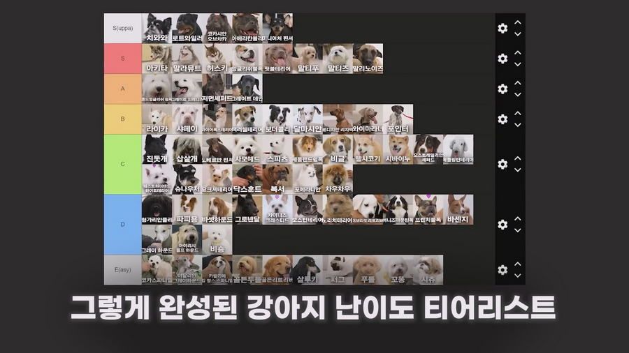 강형욱이 선정한 견종 난이도 티어리스트.jpg