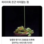 파리지옥, 은근히 어이없는 지점