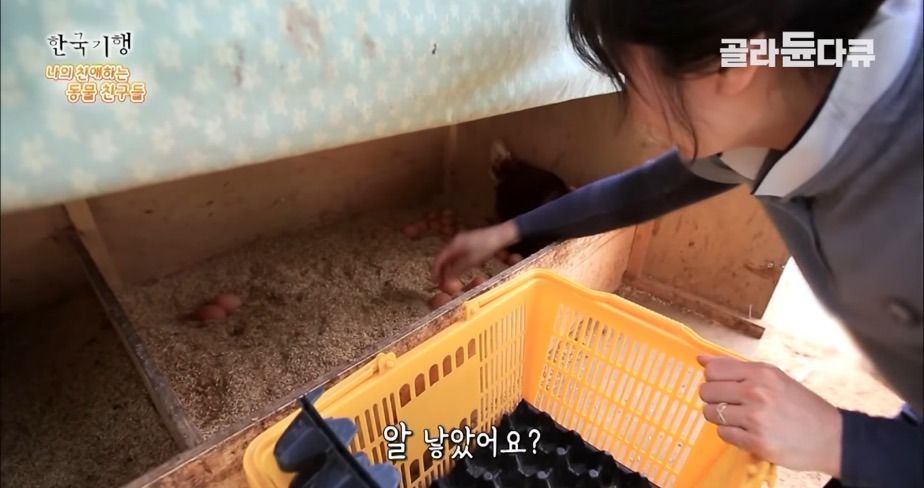 토종닭 2천마리 키우다 정든 사연