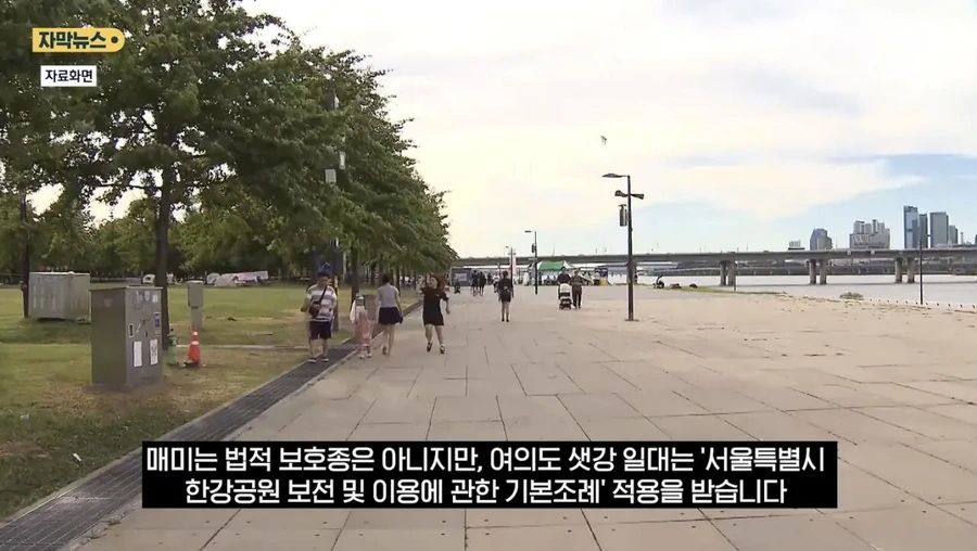 최근 한강공원에서 곤충 무단 채집 현수막을 건 이유.news
