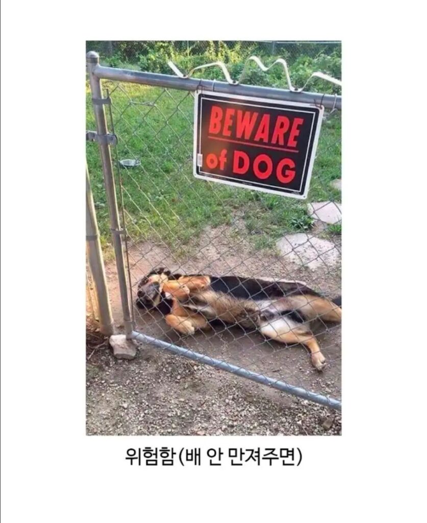 주의해야 할 해외의 개들