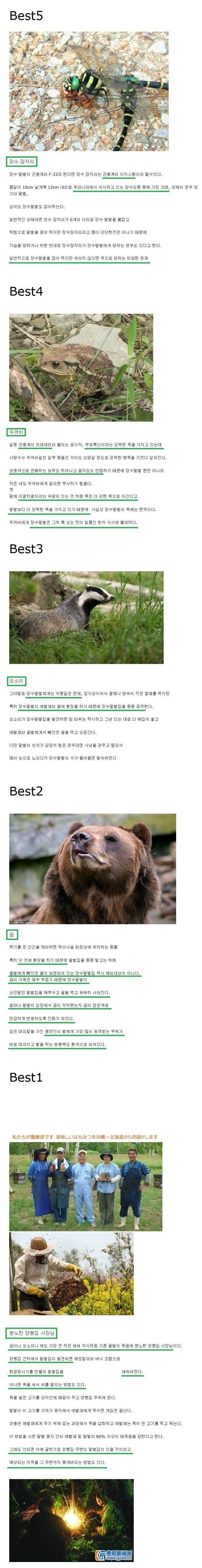 장수말벌 작살내는 천적 BEST5