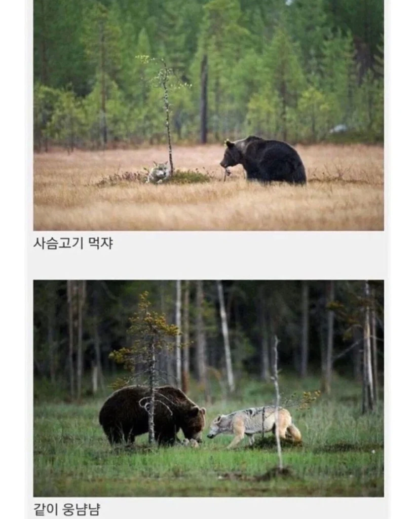 핀란드에서 함께 발견된 늑대와 곰