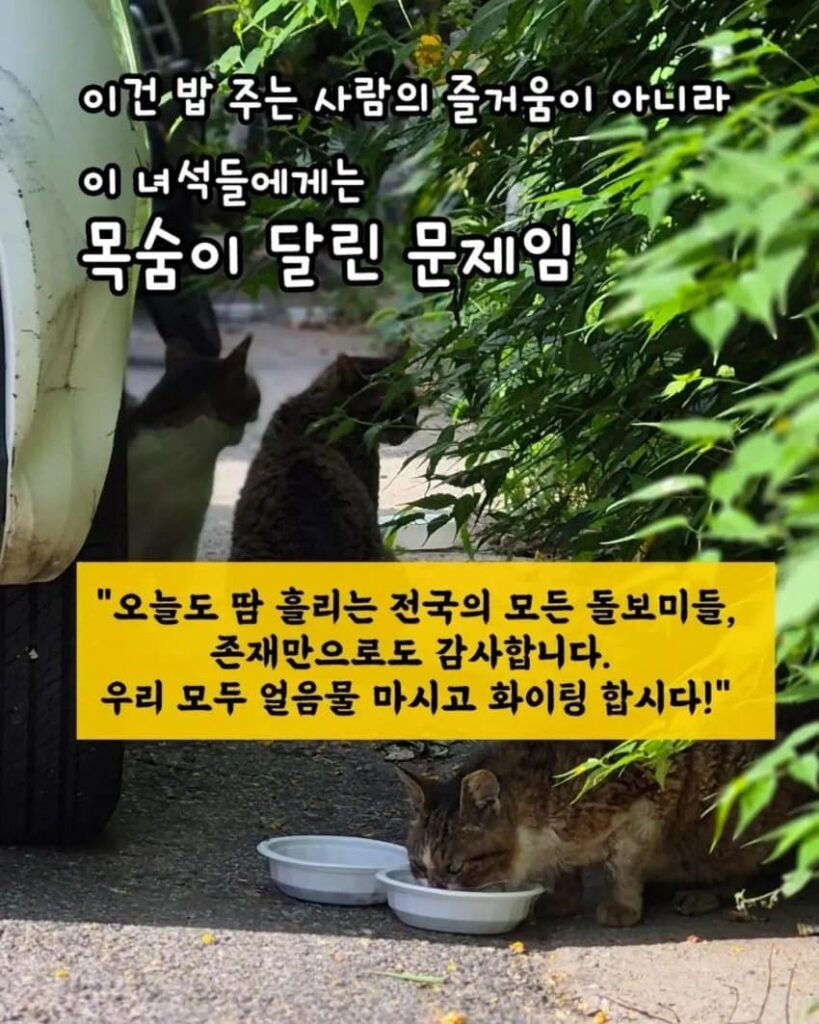 "책임감 없는 쾌락"이라는 말에 분노한 캣맘