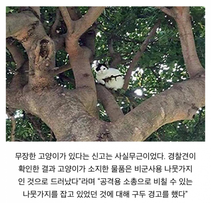 총 든 고양이가 나무 위에 있다는 신고, 확인 결과