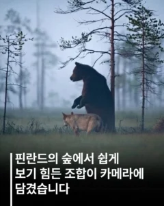 핀란드에서 함께 발견된 늑대와 곰
