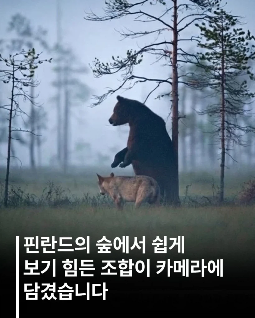 핀란드에서 함께 발견된 늑대와 곰