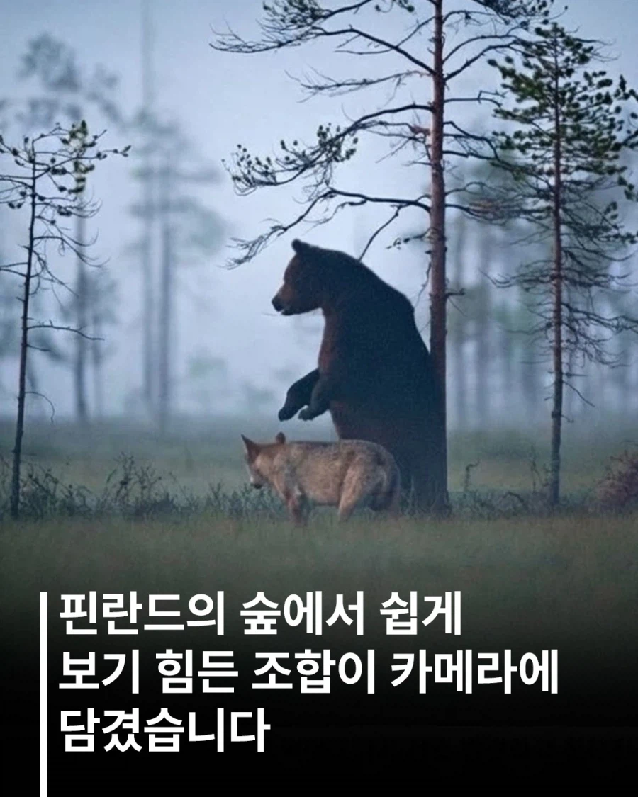 핀란드에서 함께 발견된 늑대와 곰