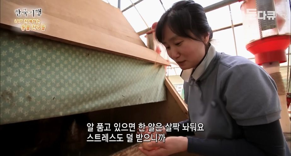 토종닭 2천마리 키우다 정든 사연