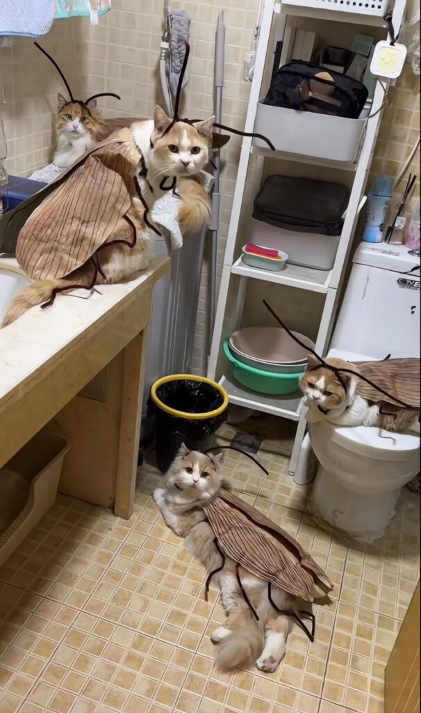 남편이 비명질렀다는 바퀴벌레 코스프레