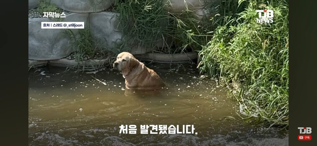 "몇 시간째 움직이지 않아…" 수로에 빠져 있던 40kg 리트리버
