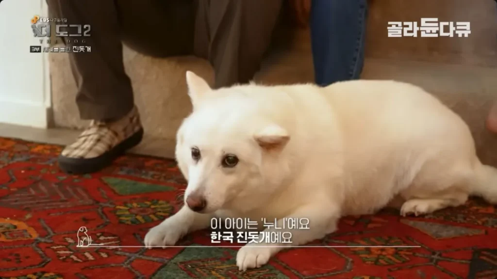 살찐 진돗개, 보기 드문 모습