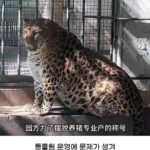 황당한 중국 동물원 대참사.jpg
