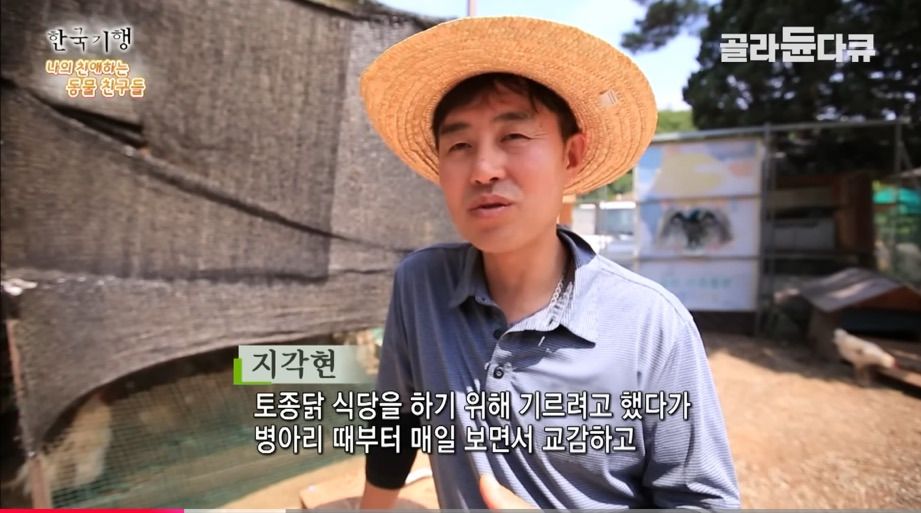 토종닭 2천마리 키우다 정든 사연