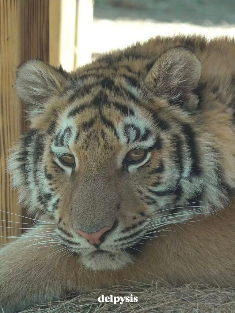 이제는 제법 맹수처럼 보이는 설호