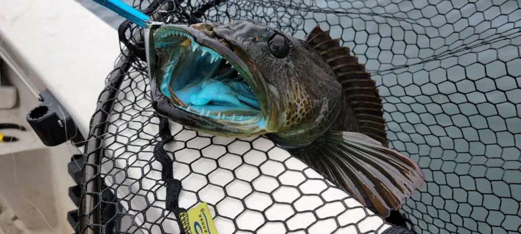 푸른빛 생선, 링코드(Lingcod)의 비밀
