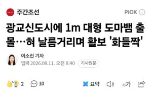 광교신도시 1m 도마뱀 출몰 소식