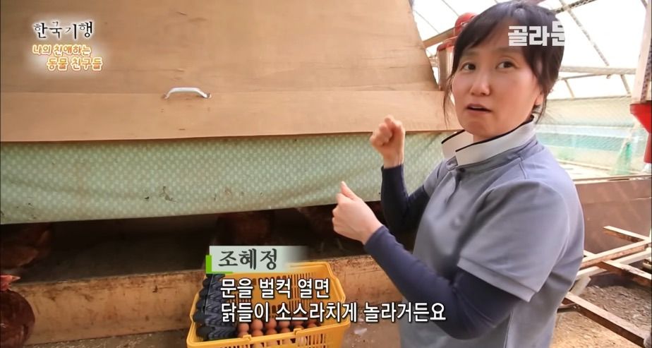 토종닭 2천마리 키우다 정든 사연