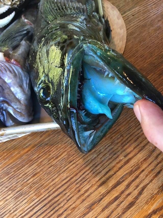 푸른빛 생선, 링코드(Lingcod)의 비밀