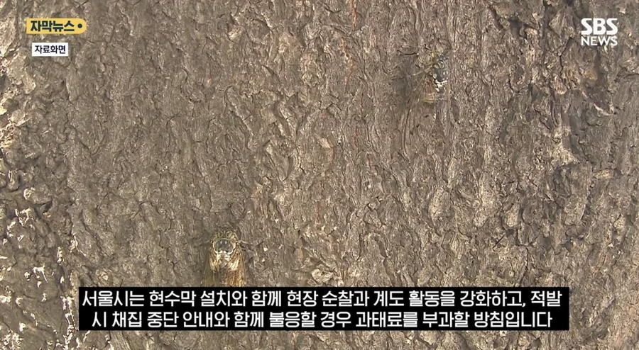 최근 한강공원에서 곤충 무단 채집 현수막을 건 이유.news