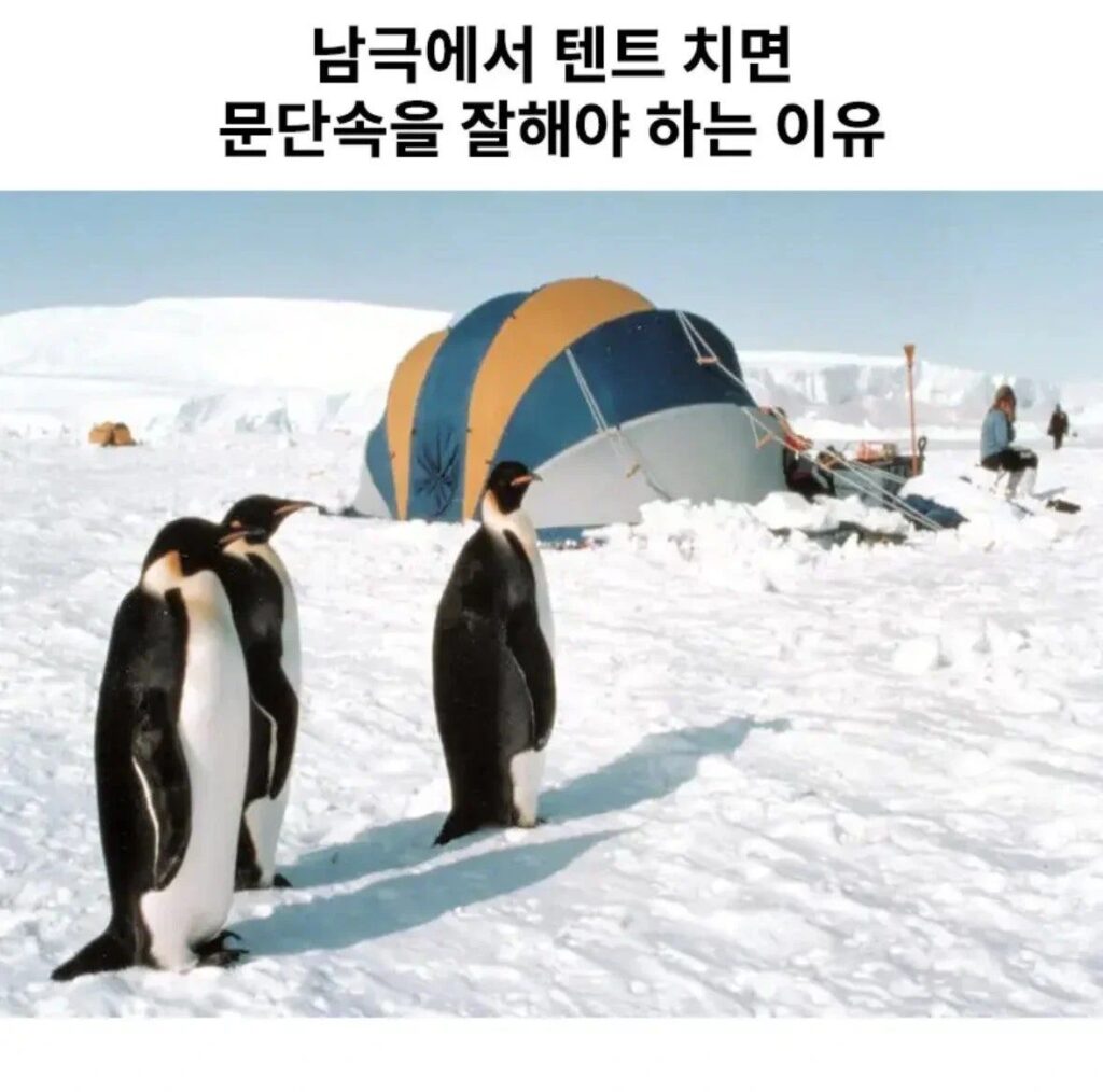 남극 텐트, 문단속은 왜 중요할까