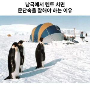 남극 텐트, 문단속은 왜 중요할까