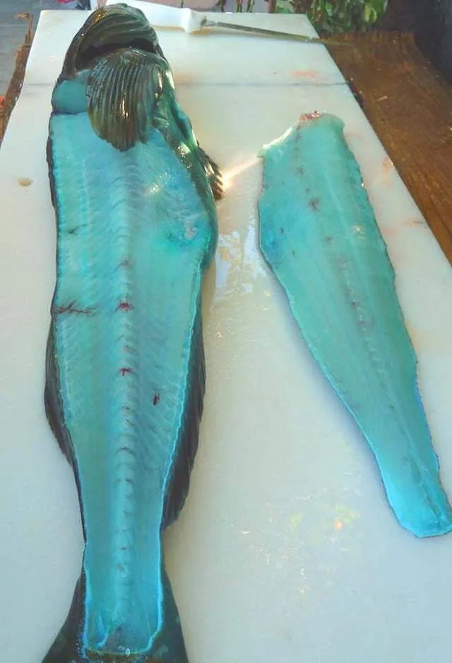 푸른빛 생선, 링코드(Lingcod)의 비밀