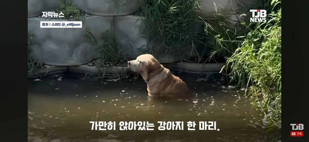 "몇 시간째 움직이지 않아…" 수로에 빠져 있던 40kg 리트리버
