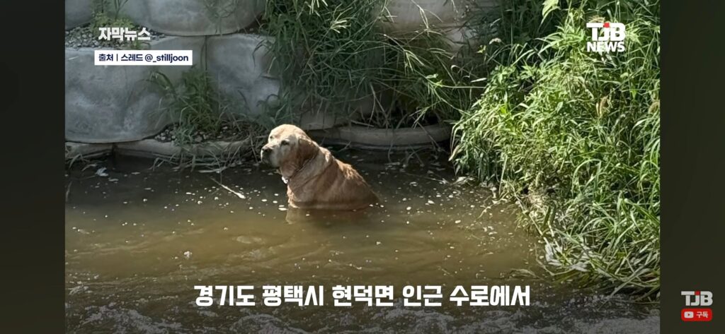 "몇 시간째 움직이지 않아…" 수로에 빠져 있던 40kg 리트리버