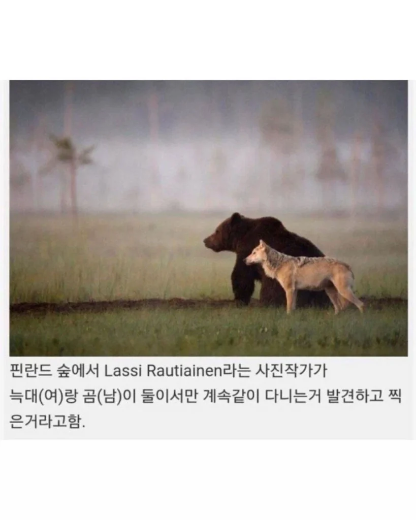 핀란드에서 함께 발견된 늑대와 곰