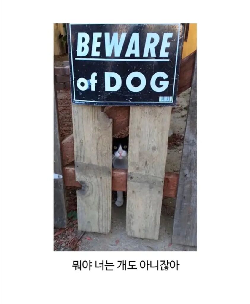 주의해야 할 해외의 개들