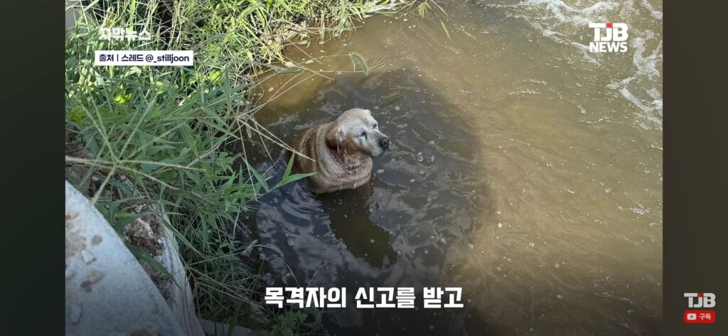 "몇 시간째 움직이지 않아…" 수로에 빠져 있던 40kg 리트리버