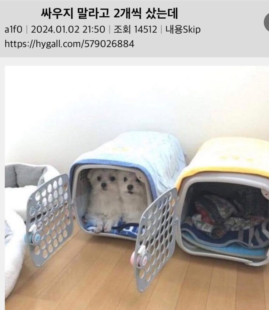 싸우지 않도록 2개씩 구매한 결과