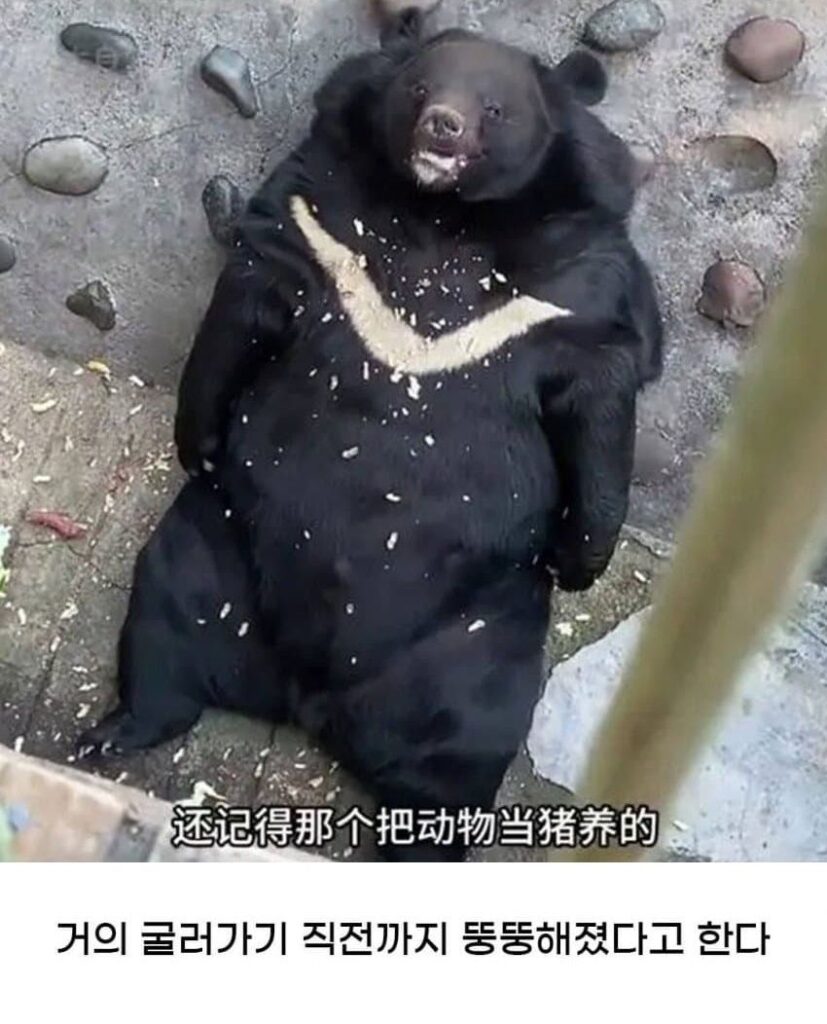 황당한 중국 동물원 대참사.jpg