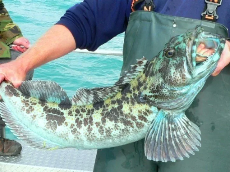 푸른빛 생선, 링코드(Lingcod)의 비밀