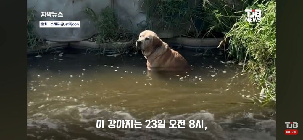 "몇 시간째 움직이지 않아…" 수로에 빠져 있던 40kg 리트리버
