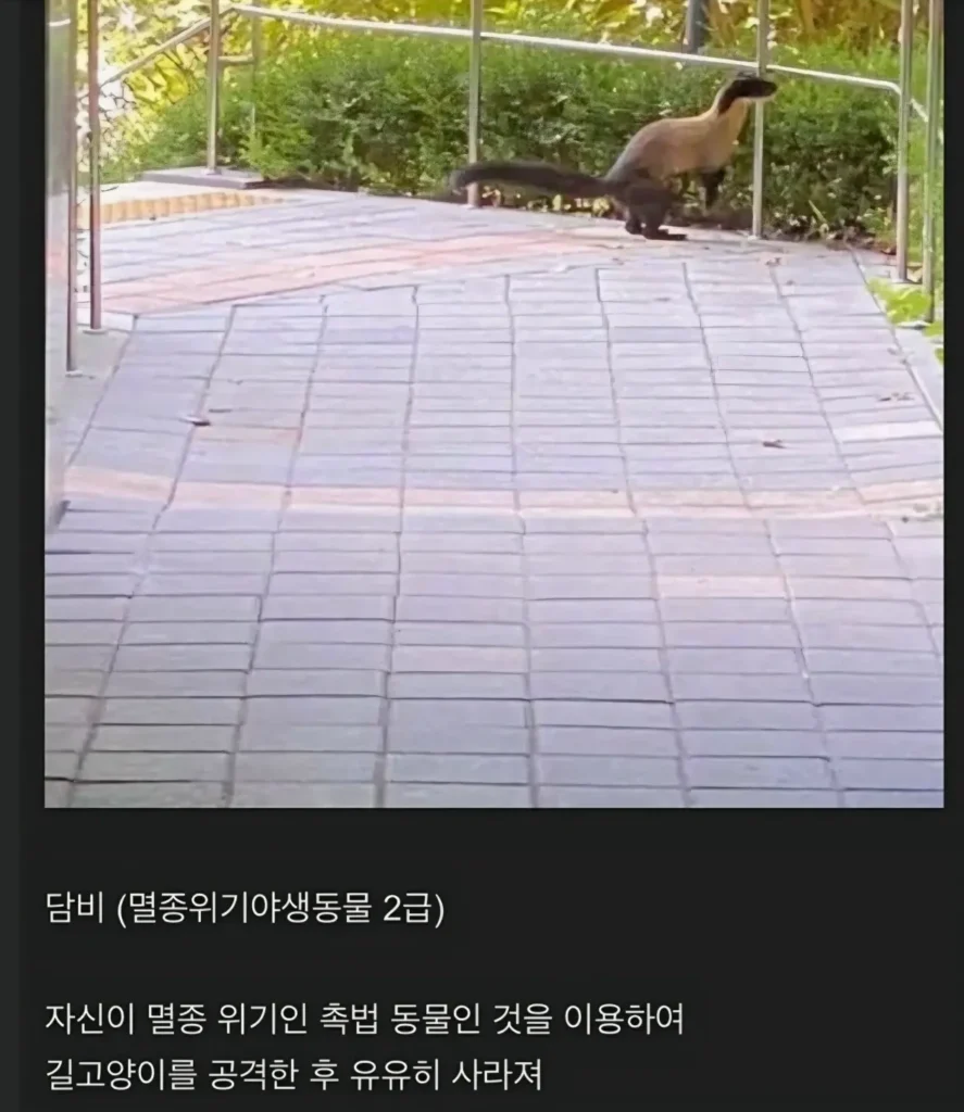 대구 길냥이 사냥꾼 등장.jpg