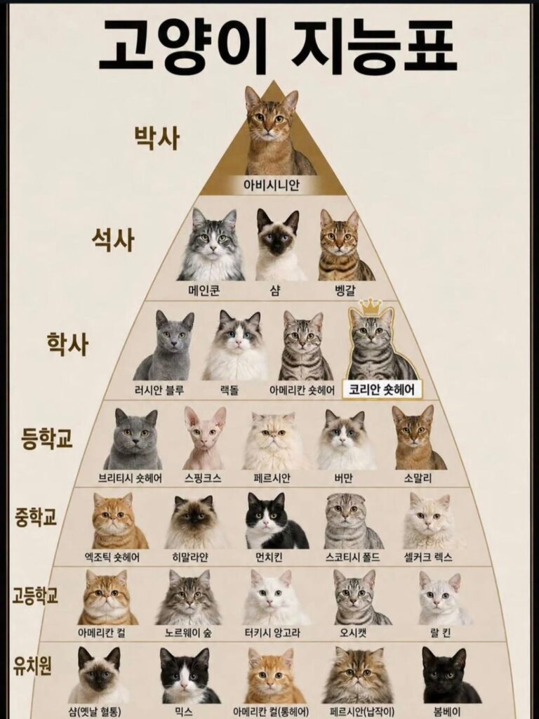 고양이 지능 순위